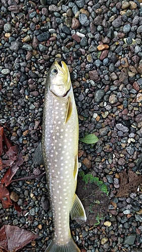 アメマスの釣果