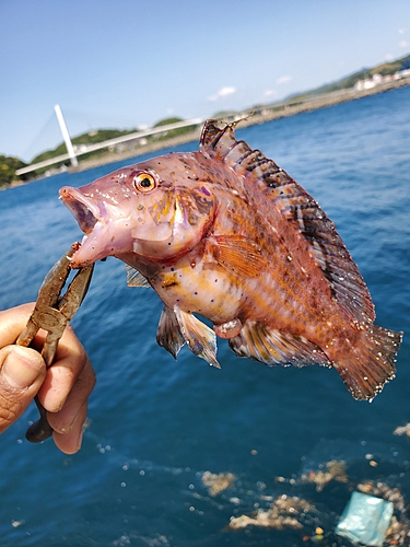 イソベラの釣果