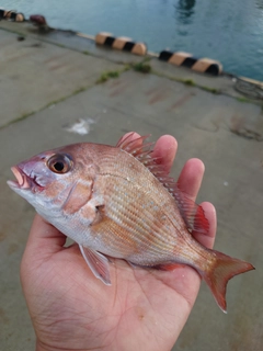 チャリコの釣果