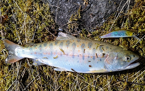 アマゴの釣果