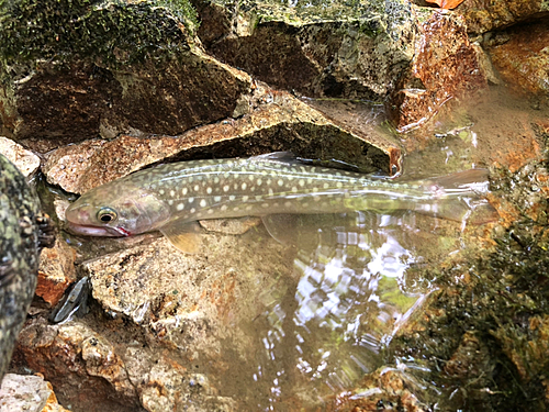 イワナの釣果