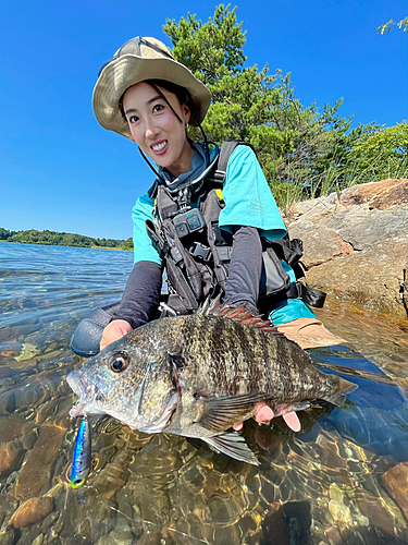 クロダイの釣果