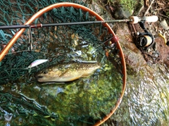 イワナの釣果