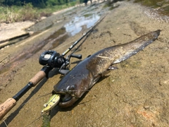 ナマズの釣果