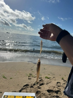 キスの釣果