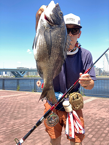 クロダイの釣果