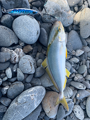 シオの釣果