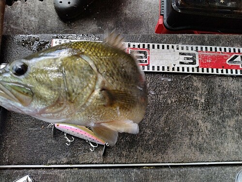 ブラックバスの釣果