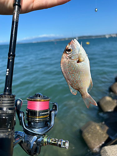 チャリコの釣果