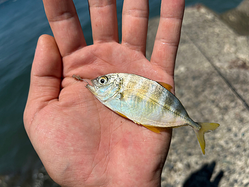 メッキの釣果