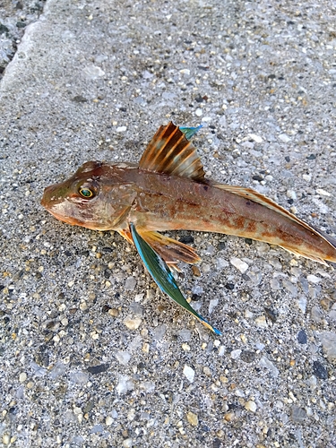 ホウボウの釣果