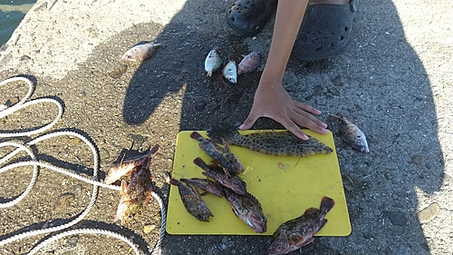 ソウシハギの釣果