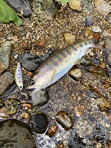 ヤマメの釣果