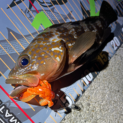 アコウの釣果