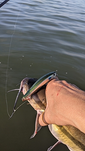 アメリカナマズの釣果