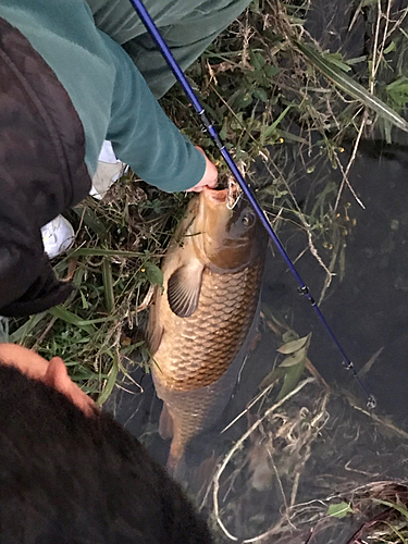 ノゴイの釣果