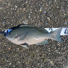 クチブトグレの釣果