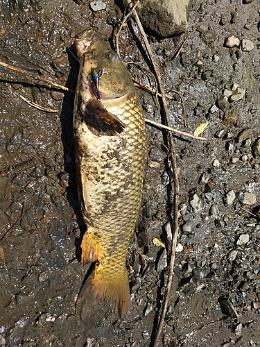 コイの釣果