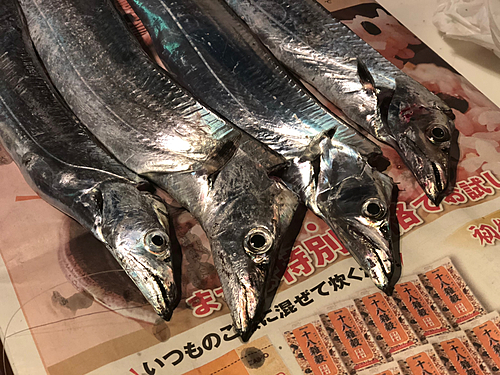 タチウオの釣果