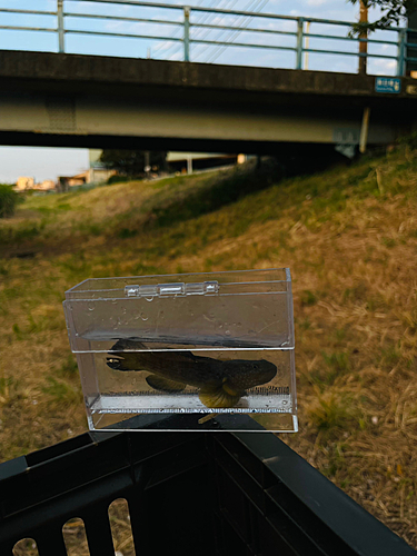 チチブの釣果