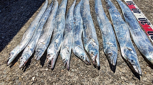 タチウオの釣果