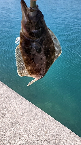 ヒラメの釣果