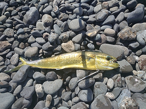 シイラの釣果