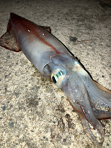 マイカの釣果