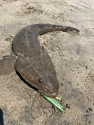 マゴチの釣果