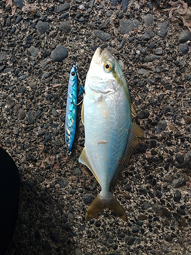 カンパチの釣果