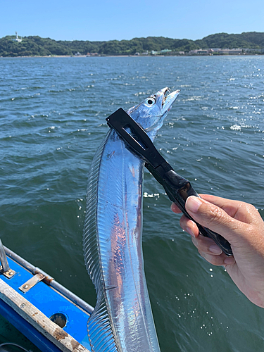 タチウオの釣果