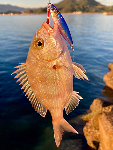 チャリコの釣果