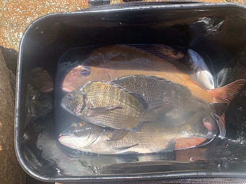 マダイの釣果