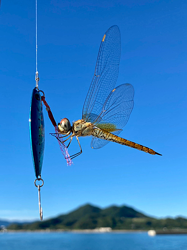 釣果