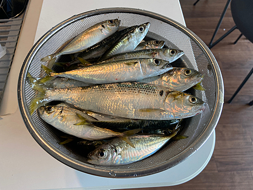 サバの釣果