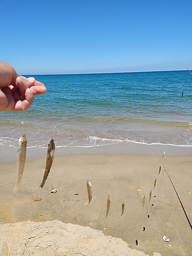 キスの釣果