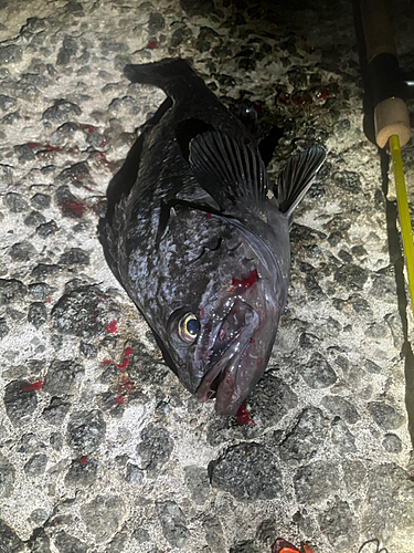 クロソイの釣果