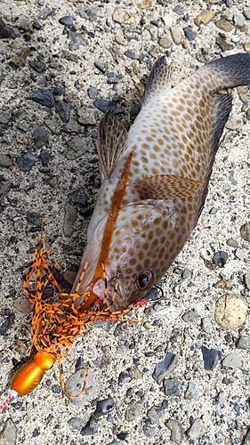 オオモンハタの釣果