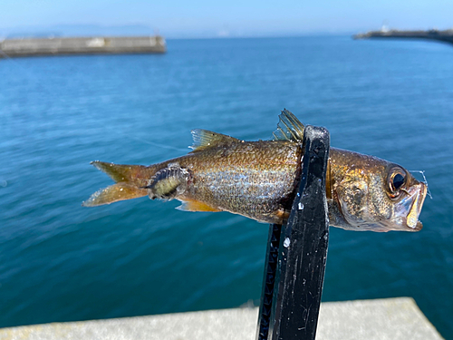 ムツの釣果