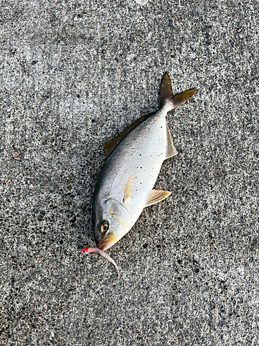 ショゴの釣果