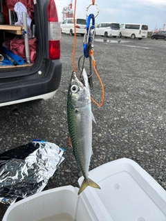 サバの釣果