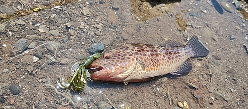 オオモンハタの釣果