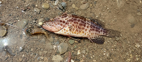 オオモンハタの釣果