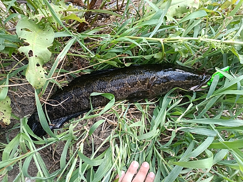 カムルチーの釣果