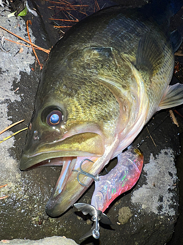 ブラックバスの釣果