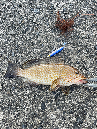 オオモンハタの釣果