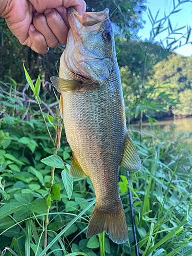 ブラックバスの釣果