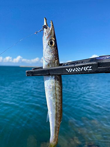 カマスの釣果