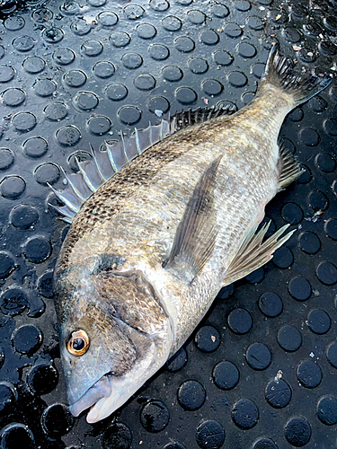 クロダイの釣果