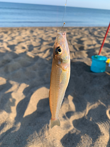 キスの釣果